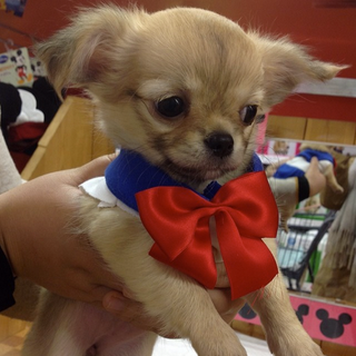 Illustration for article titled Small Dogs Cosplaying as Sailor Moon Characters